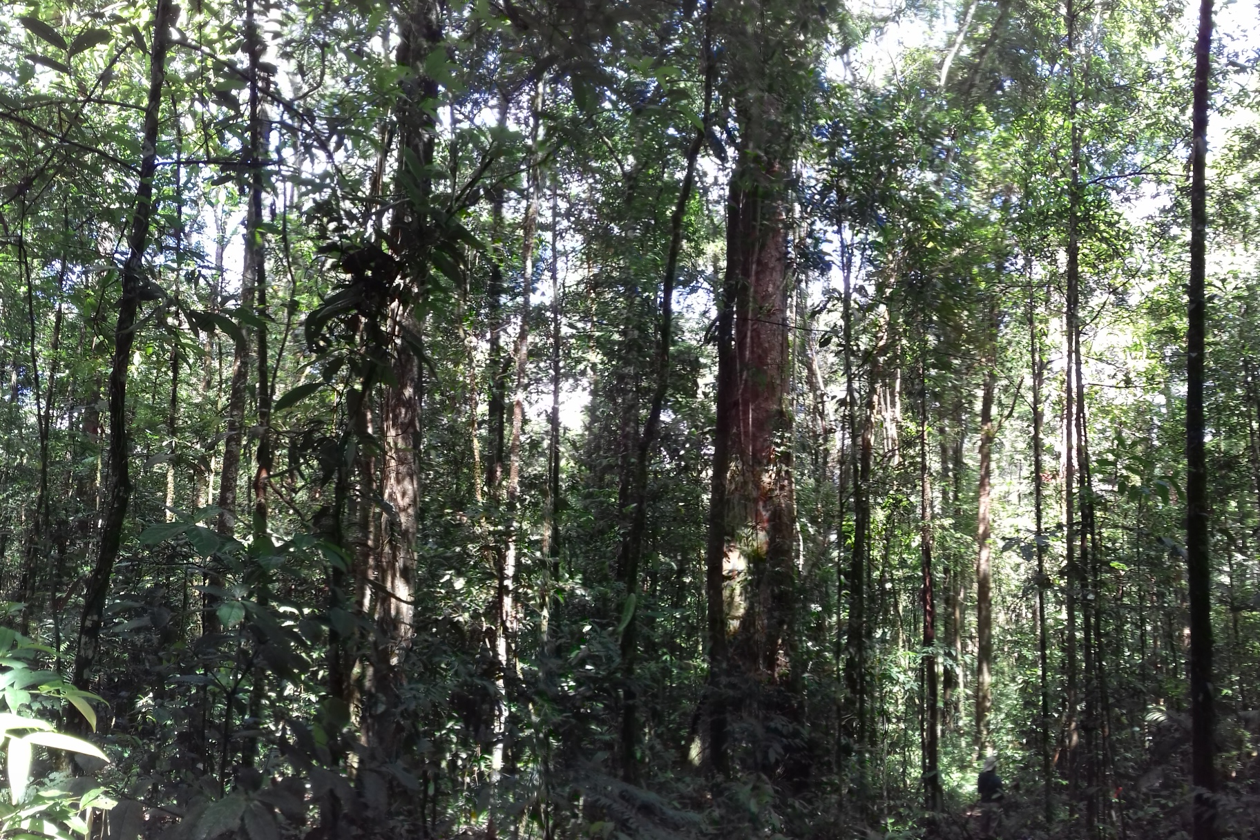 Flona - Terra Firme - PPBio, INPA