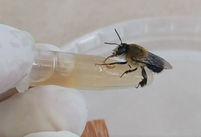 Macho da espécie solitária Centris analis sendo exposta oralmente ao agrotóxico em condições de laboratório (foto: Rafaela Tadei/Unesp)