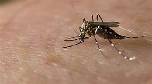 Aedes