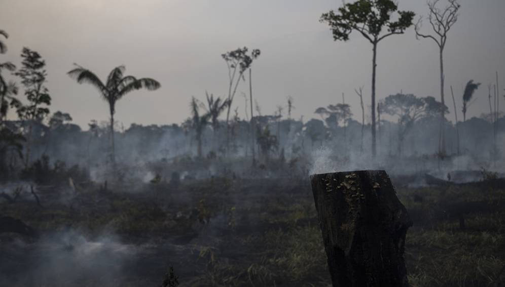 Desmatamento da Amazônia - Midia Ninja