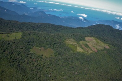 Floresta - Carlos Joly
