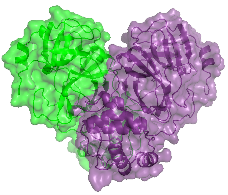 proteina coronavirus sirius