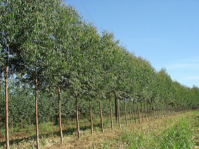 AgriculturuSP/Agência Brasil